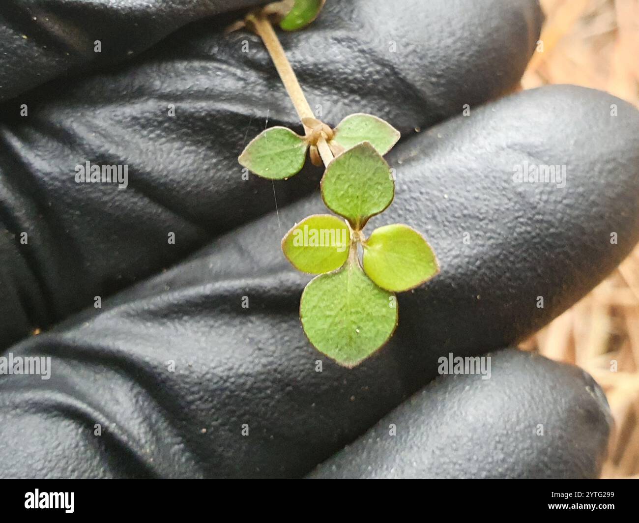 Twiggy coprosma (Coprosma rhamnoides Stock Photo - Alamy