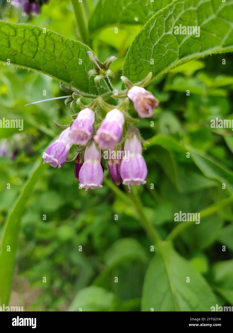 common comfrey (Symphytum officinale Stock Photo - Alamy