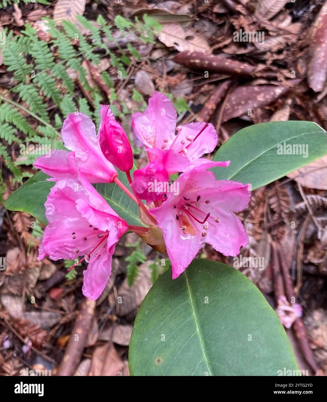 Pacific rhododendron (Rhododendron macrophyllum Stock Photo - Alamy