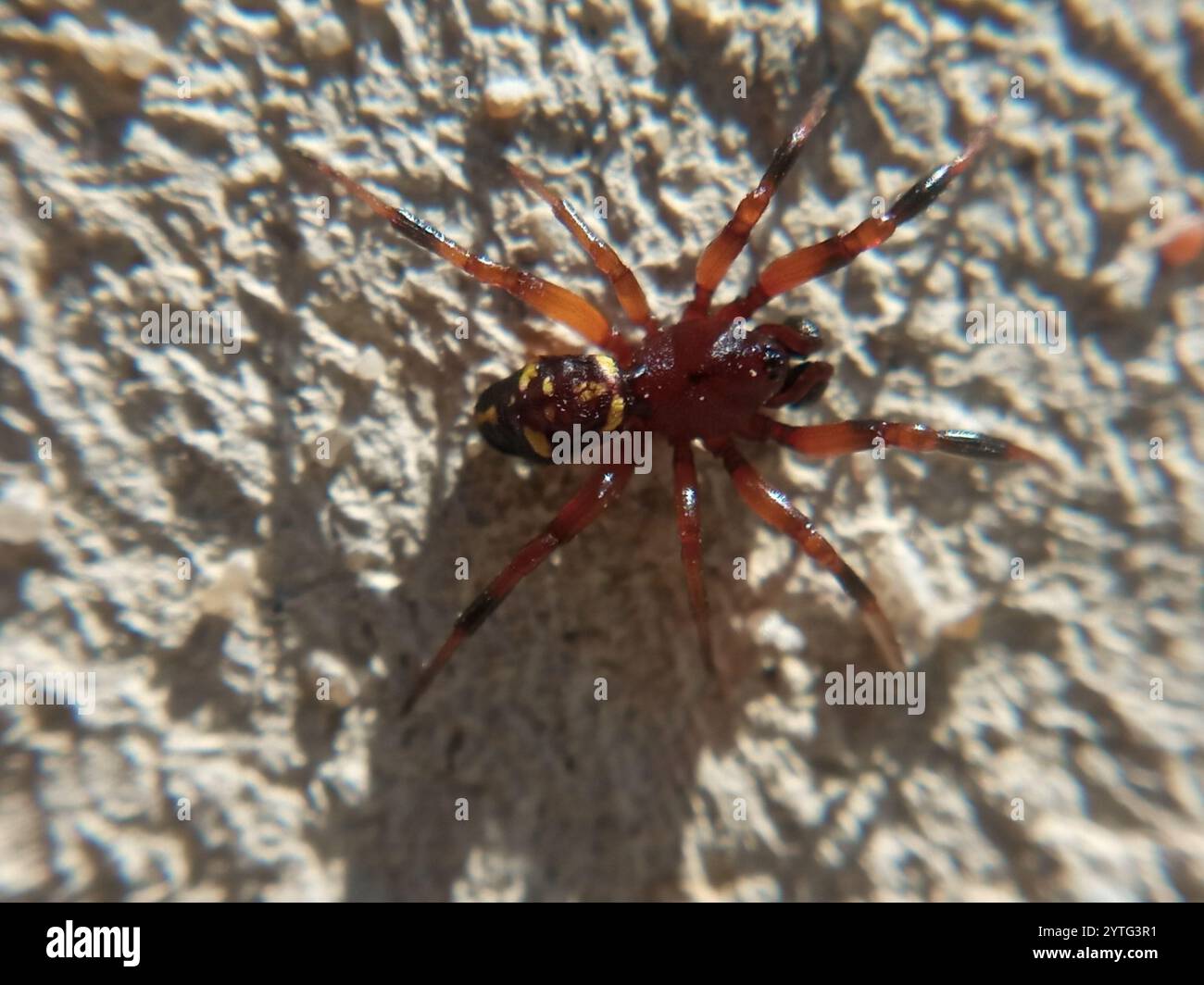 Asagena spider hi-res stock photography and images - Alamy