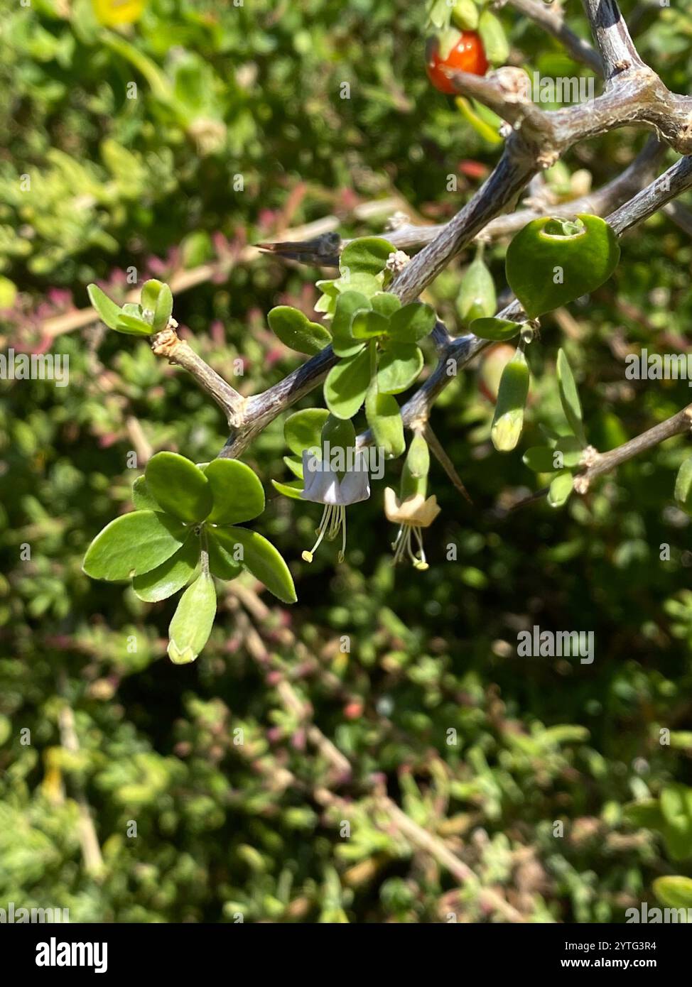 African boxthorn hi-res stock photography and images - Alamy