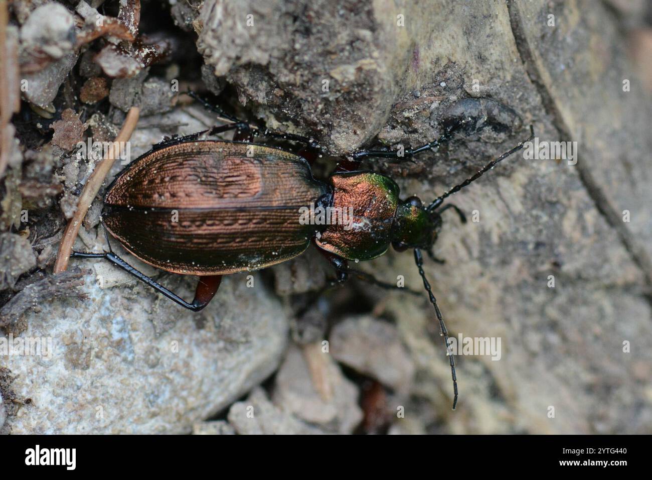 moorland ground beetle (Carabus arvensis Stock Photo - Alamy