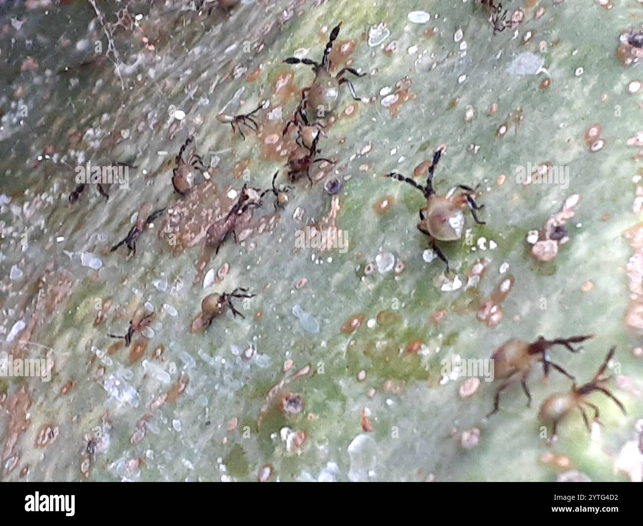 Cactus coreid bug hi-res stock photography and images - Alamy