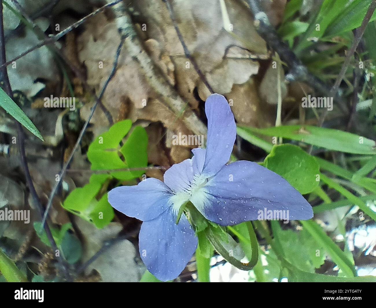 Viola Rivinian common dog-violet (Viola riviniana Stock Photo - Alamy