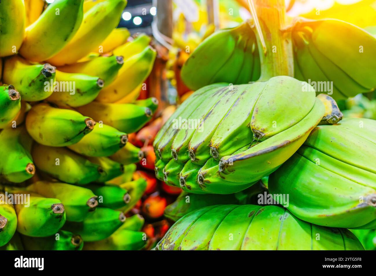 Ripe green and yellowing bananas hang in clusters on banana plantations ...