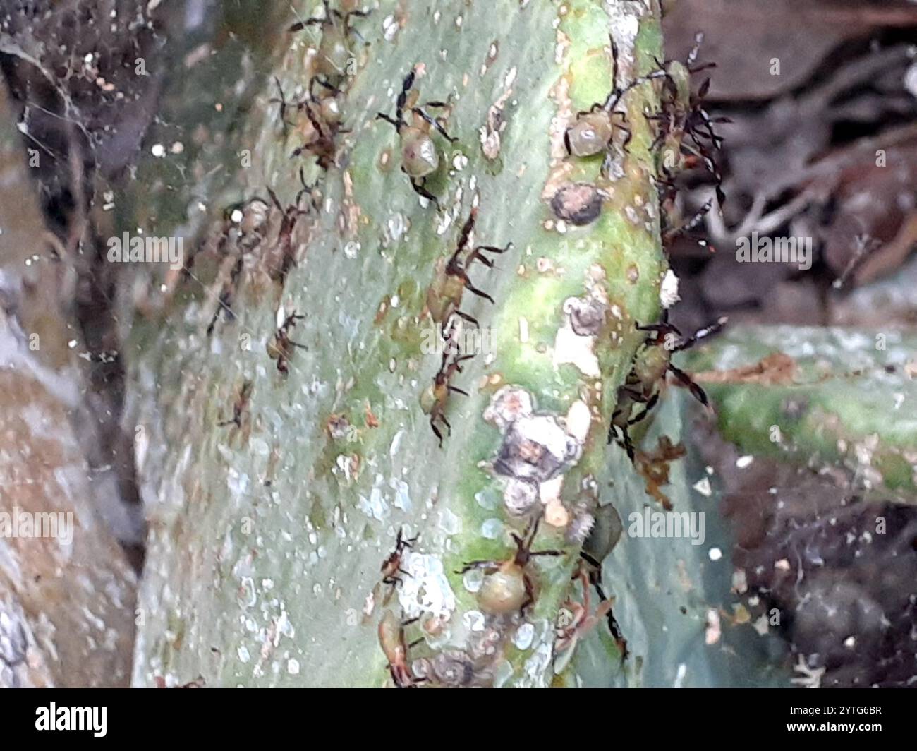 Cactus coreid bug hi-res stock photography and images - Alamy