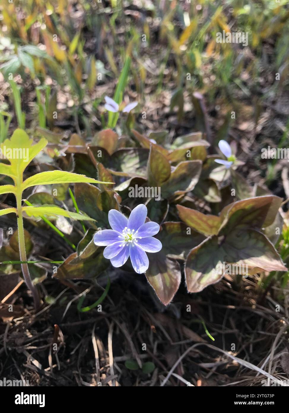 sharp-lobed hepatica (Hepatica acutiloba Stock Photo - Alamy