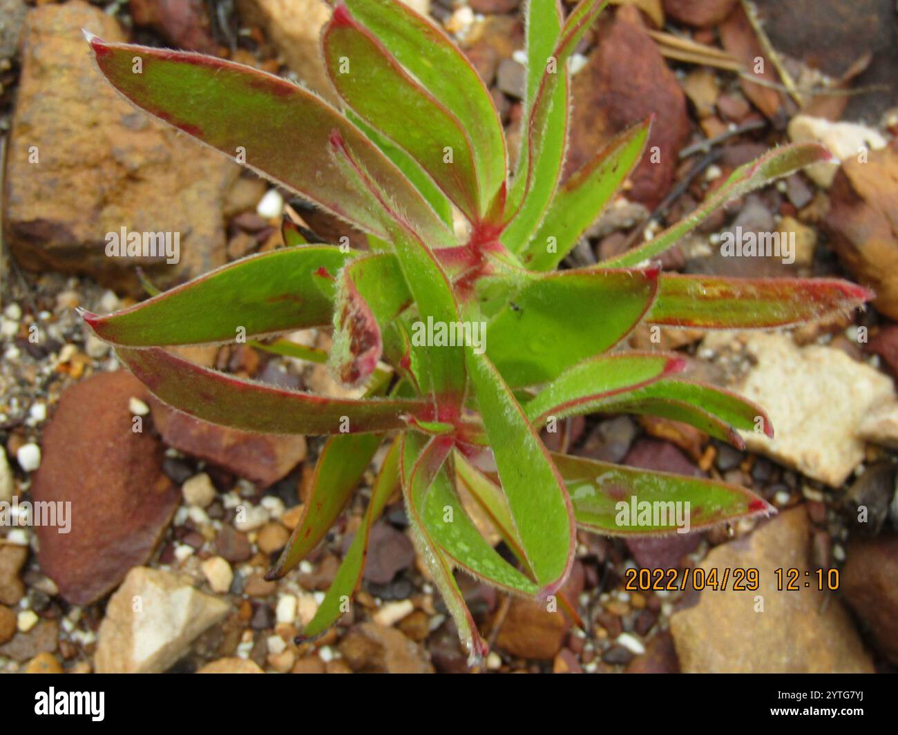 Conebushes (Leucadendron) Stock Photo