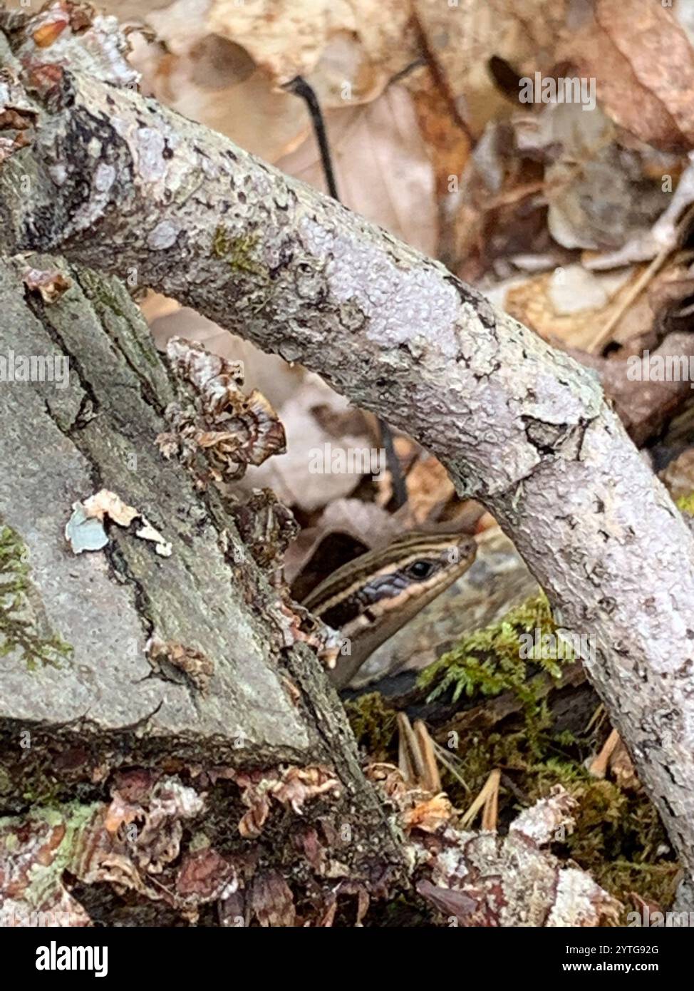 Common Five-lined Skink (Plestiodon fasciatus) Stock Photo