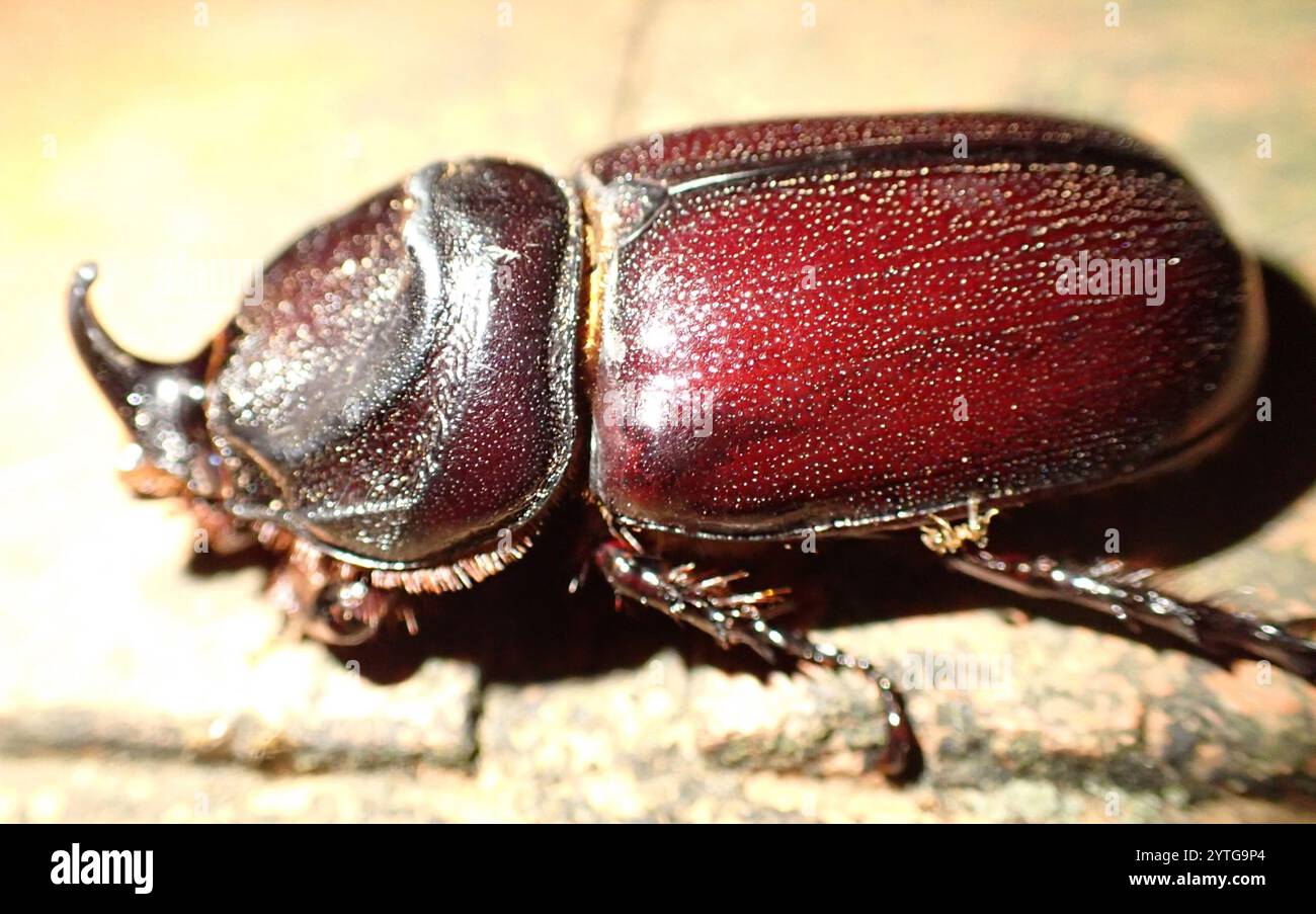 African Rhinoceros Beetle (Oryctes monoceros Stock Photo - Alamy