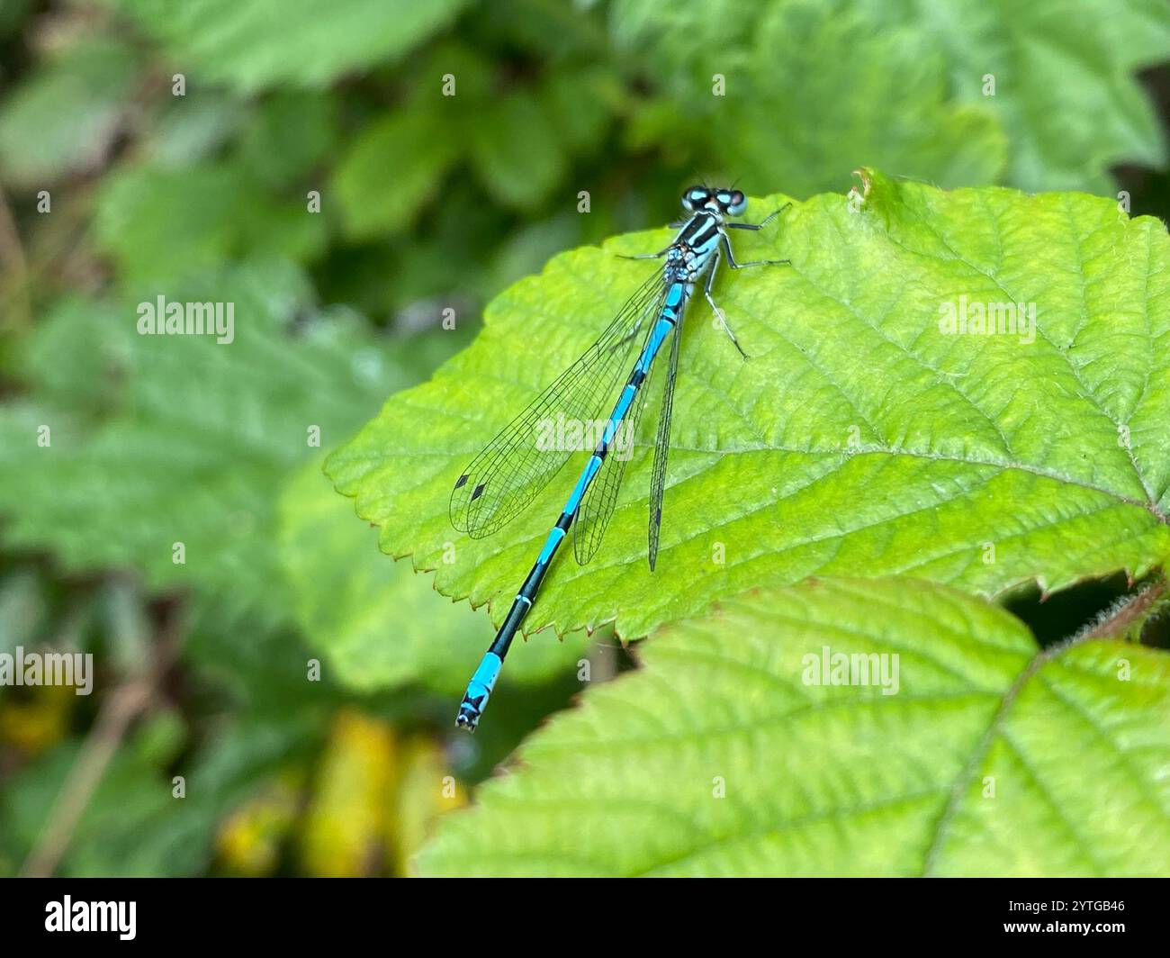 Azure Damselfly (Coenagrion puella Stock Photo - Alamy