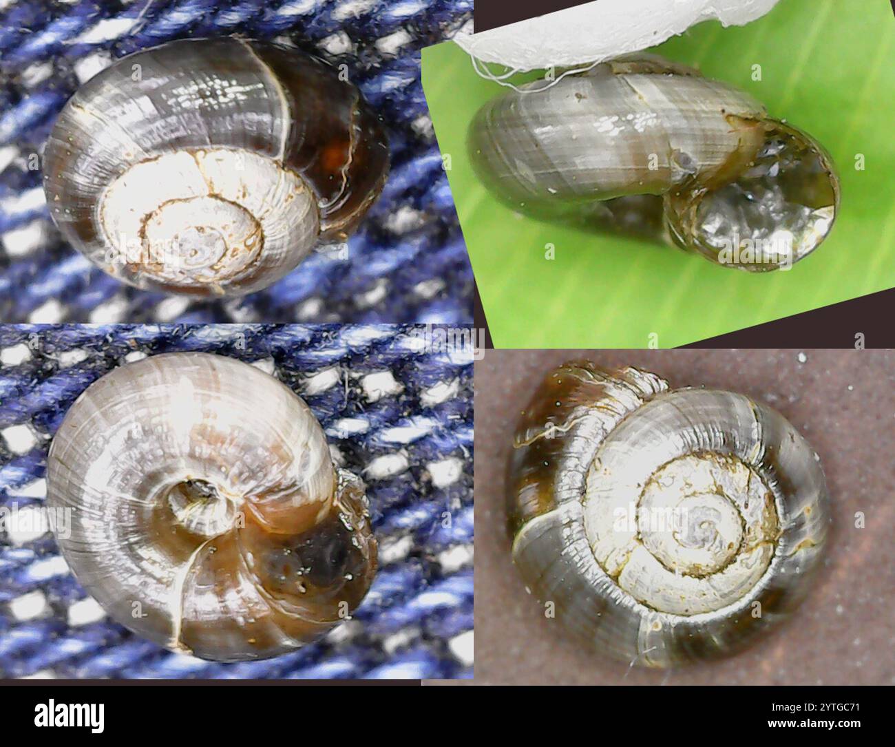 black-gloss-snail-zonitoides-nitidus-stock-photo-alamy