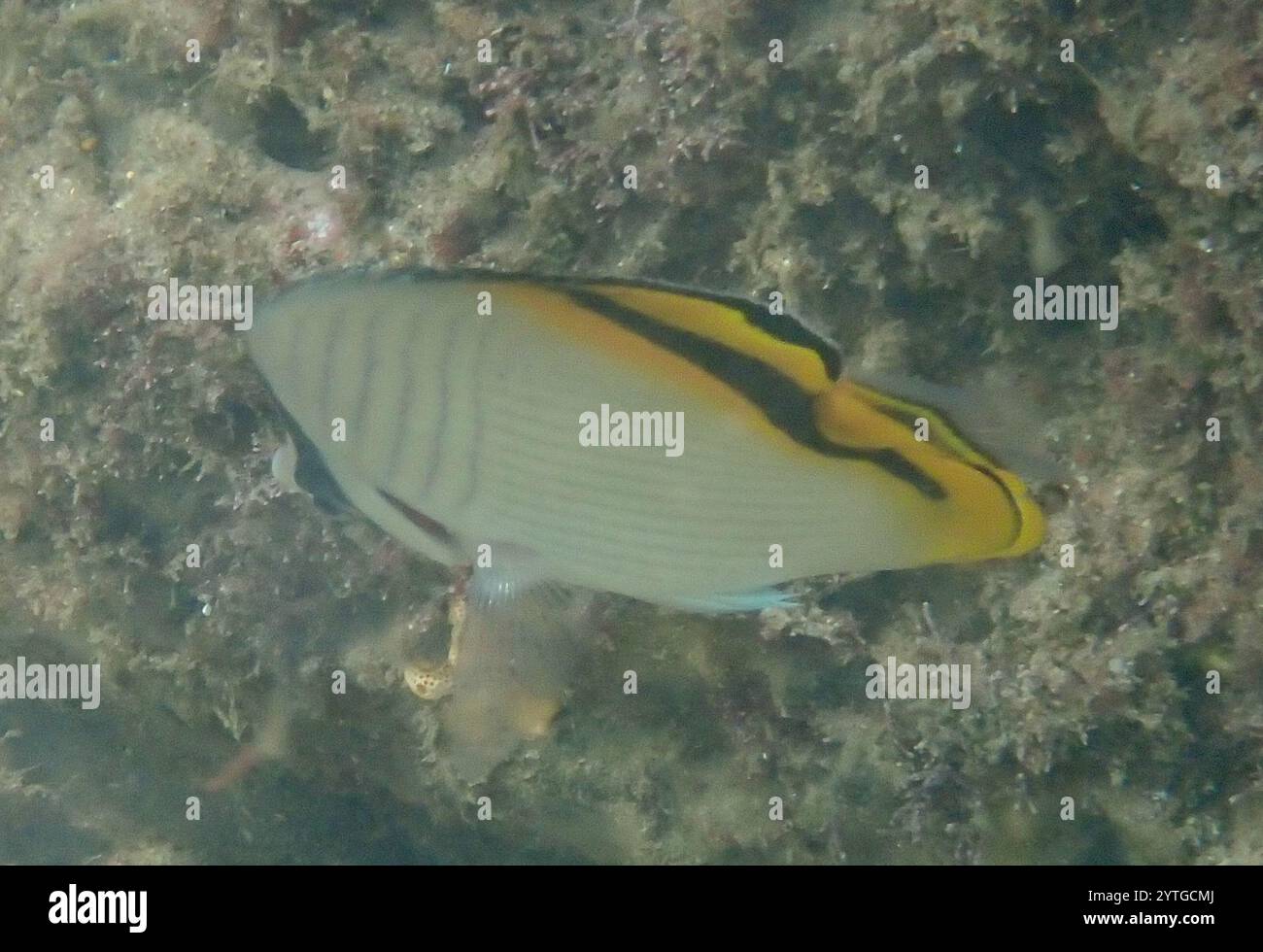 Vagabond Butterflyfish