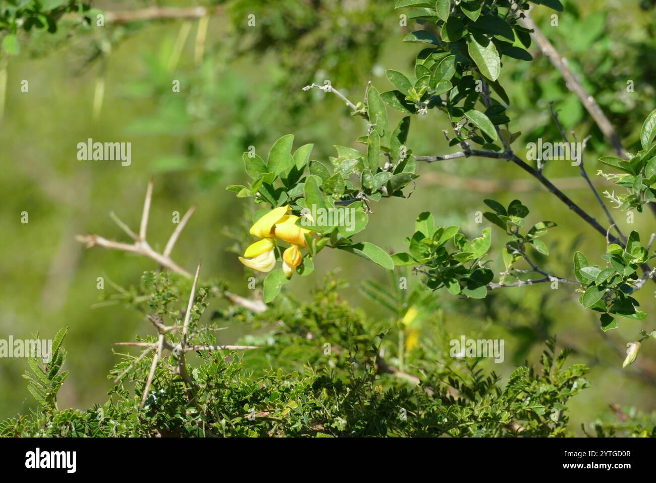 Wild Rattlepod Rattlepods hi-res stock photography and images - Alamy