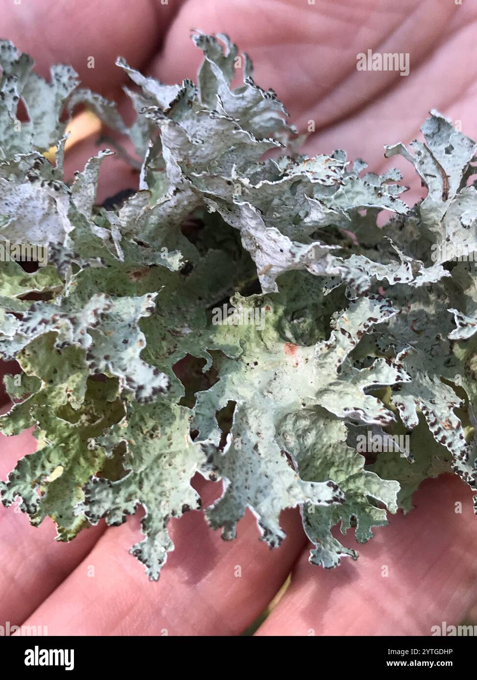 Crumpled rag lichen hi-res stock photography and images - Alamy