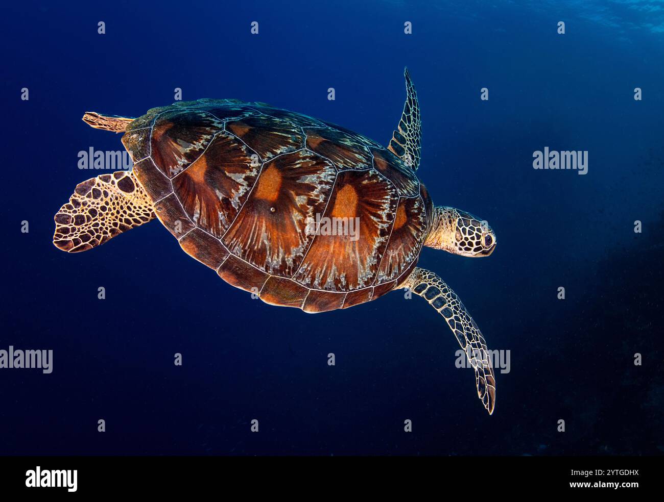 Looking down on a Green turtle (Chelonia mydas) swimming in the blue ocean. The beautiful turtle shell is very prominent. Stock Photo