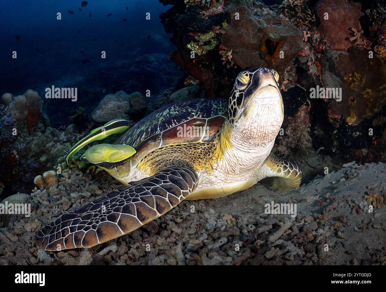 Eye level with a Green turtle (Chelonia mydas) resting on the coral reef. There are two Remora attached to the turtle's shell. Stock Photo