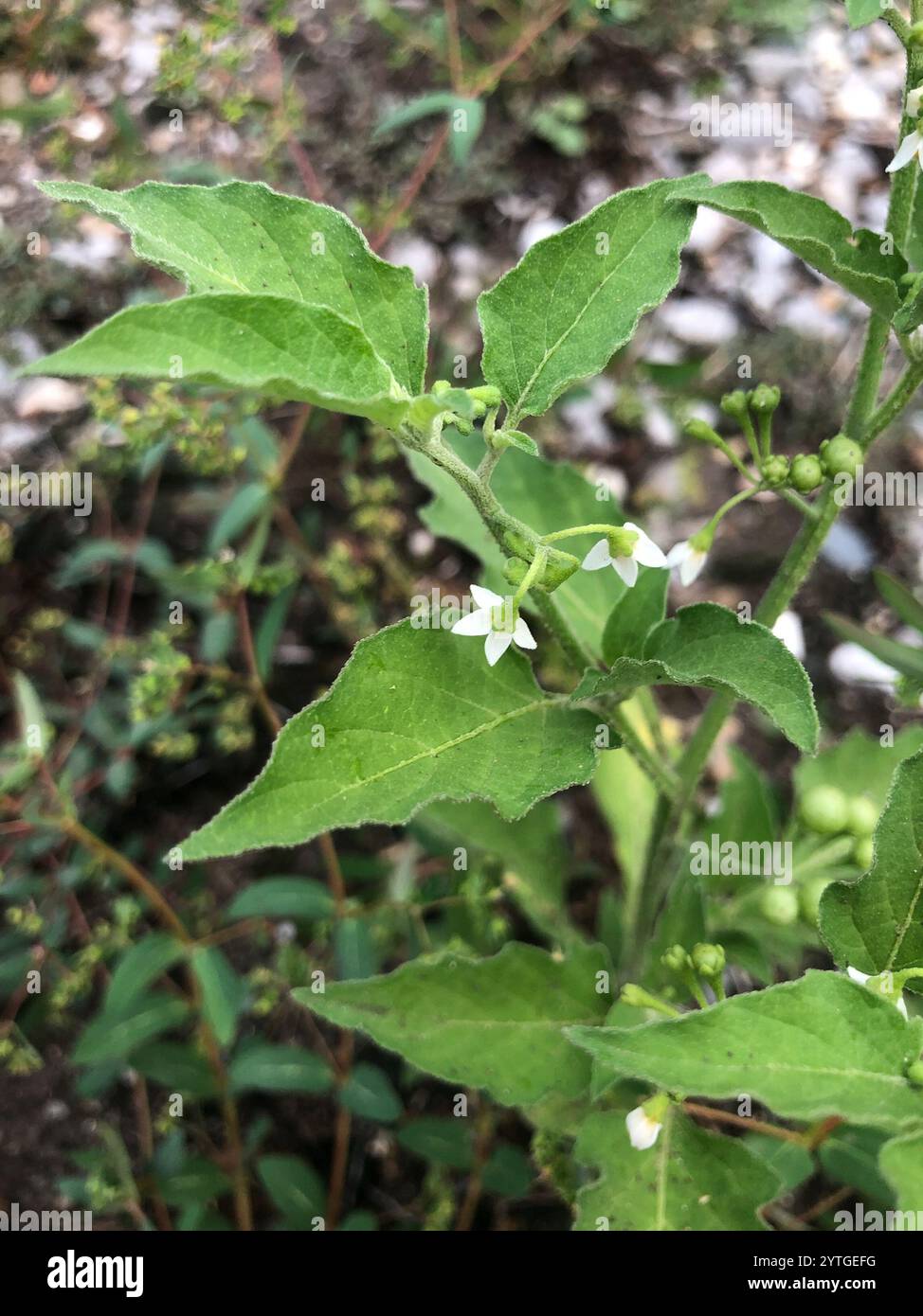 American black nightshade (Solanum americanum Stock Photo - Alamy