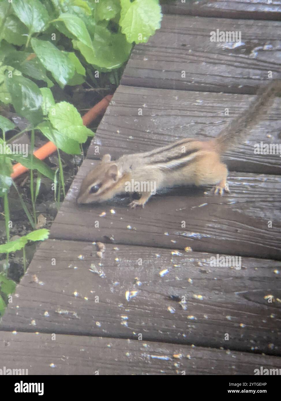 Tamias Spring Eastern Chipmunk (Tamias striatus Stock Photo - Alamy