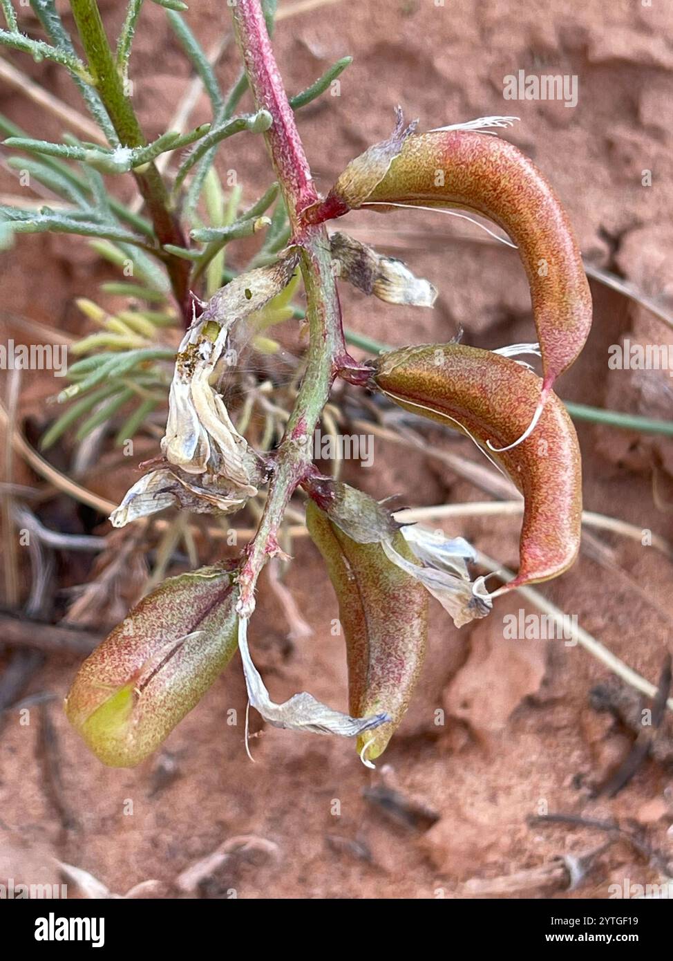 Freckled milkvetch hi-res stock photography and images - Alamy