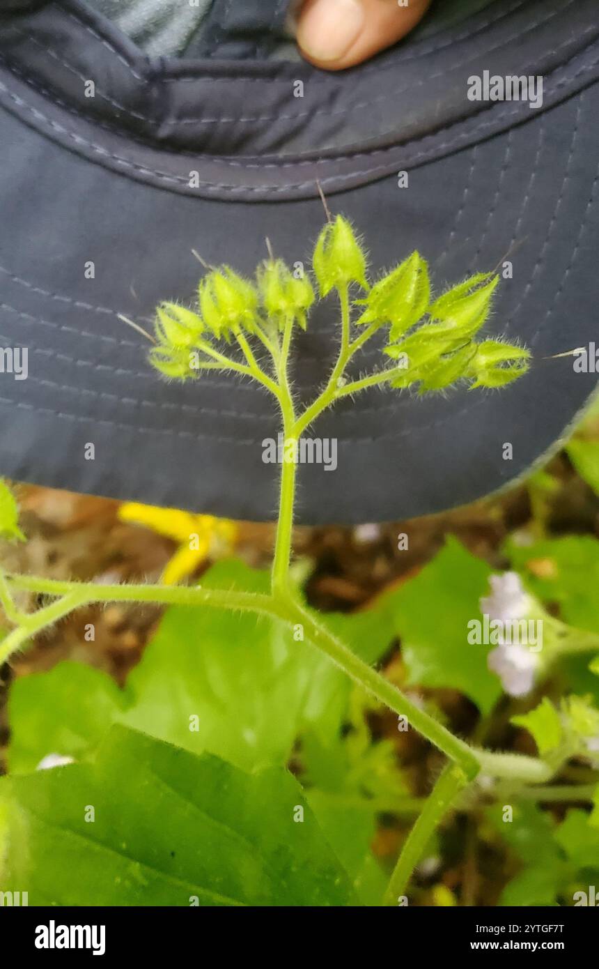 Waterleaf Stone great waterleaf (Hydrophyllum appendiculatum Stock Photo - Alamy