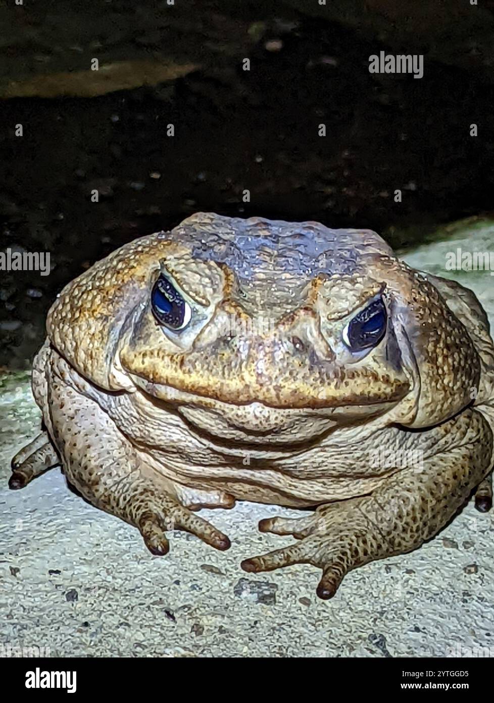 Giant Toad (Rhinella horribilis Stock Photo - Alamy