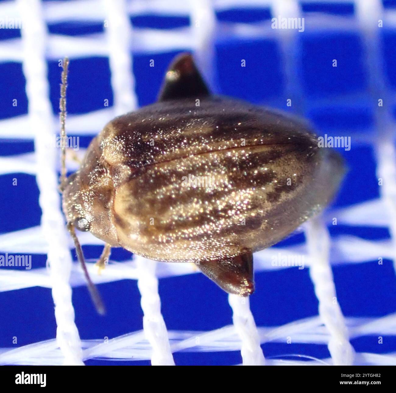 Marsh Beetles (Scirtidae Stock Photo - Alamy