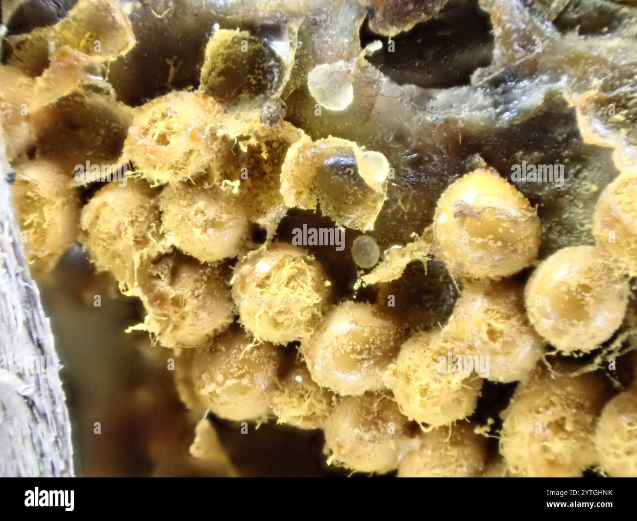 Trichia scabra hi-res stock photography and images - Alamy