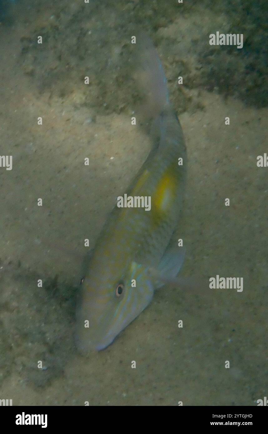 Yellowspot Goatfish (Parupeneus indicus) Stock Photo