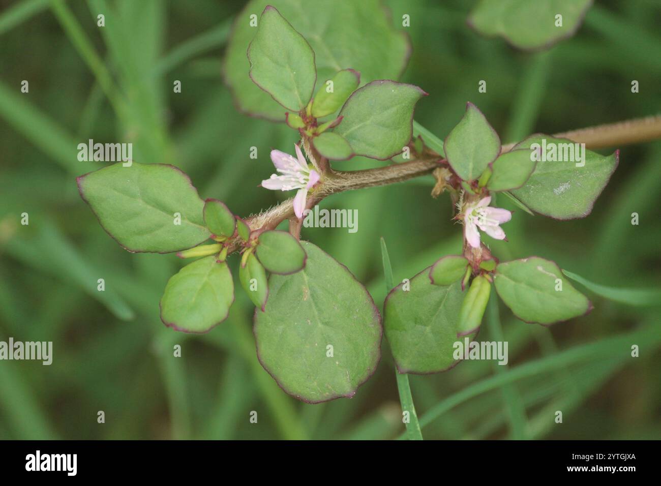 Specimen details] / Plant Atlas, image size:1300x956