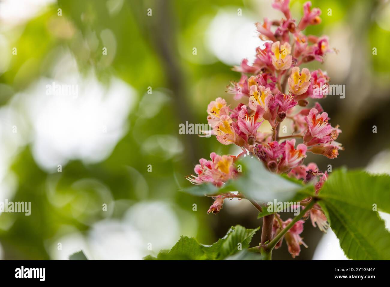 Red horse-chestnut (aesculus carnea) flowers blooming in spring with ...
