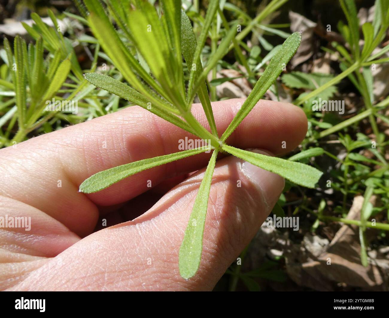 catchweed bedstraw (Galium aparine Stock Photo - Alamy