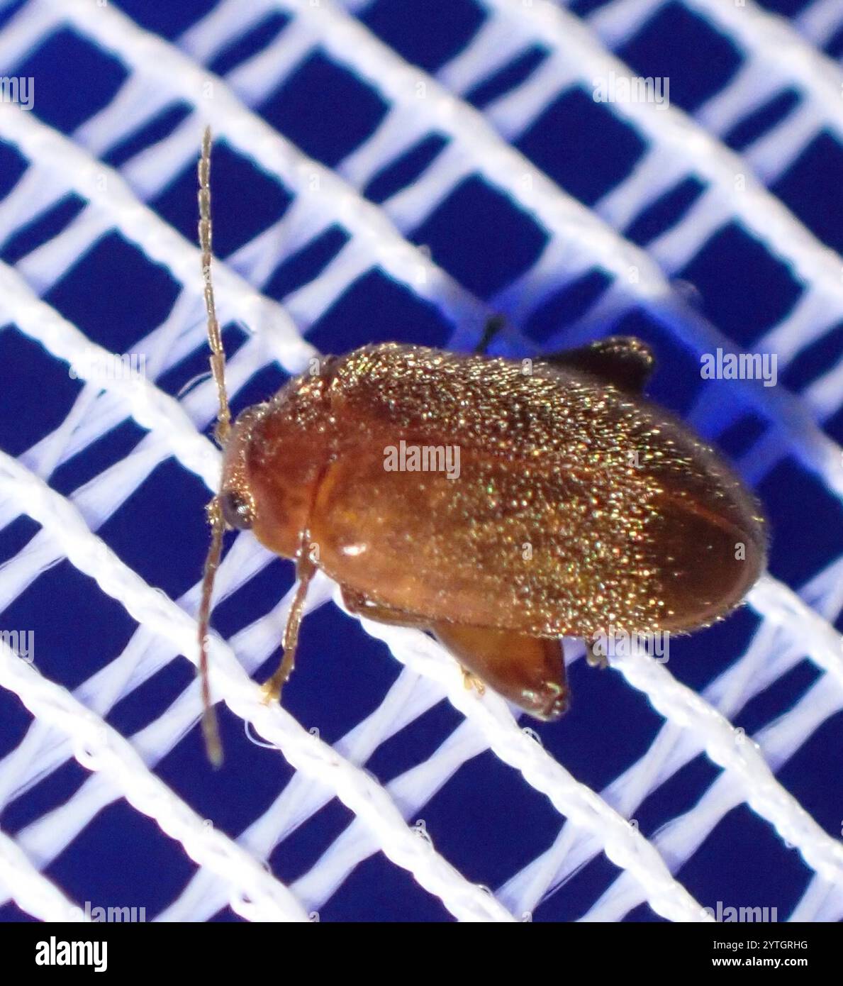 Marsh Beetles (Scirtidae Stock Photo - Alamy