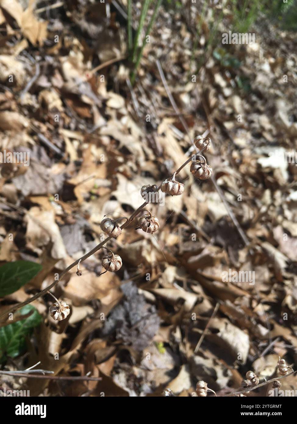 American wintergreen (Pyrola americana Stock Photo - Alamy