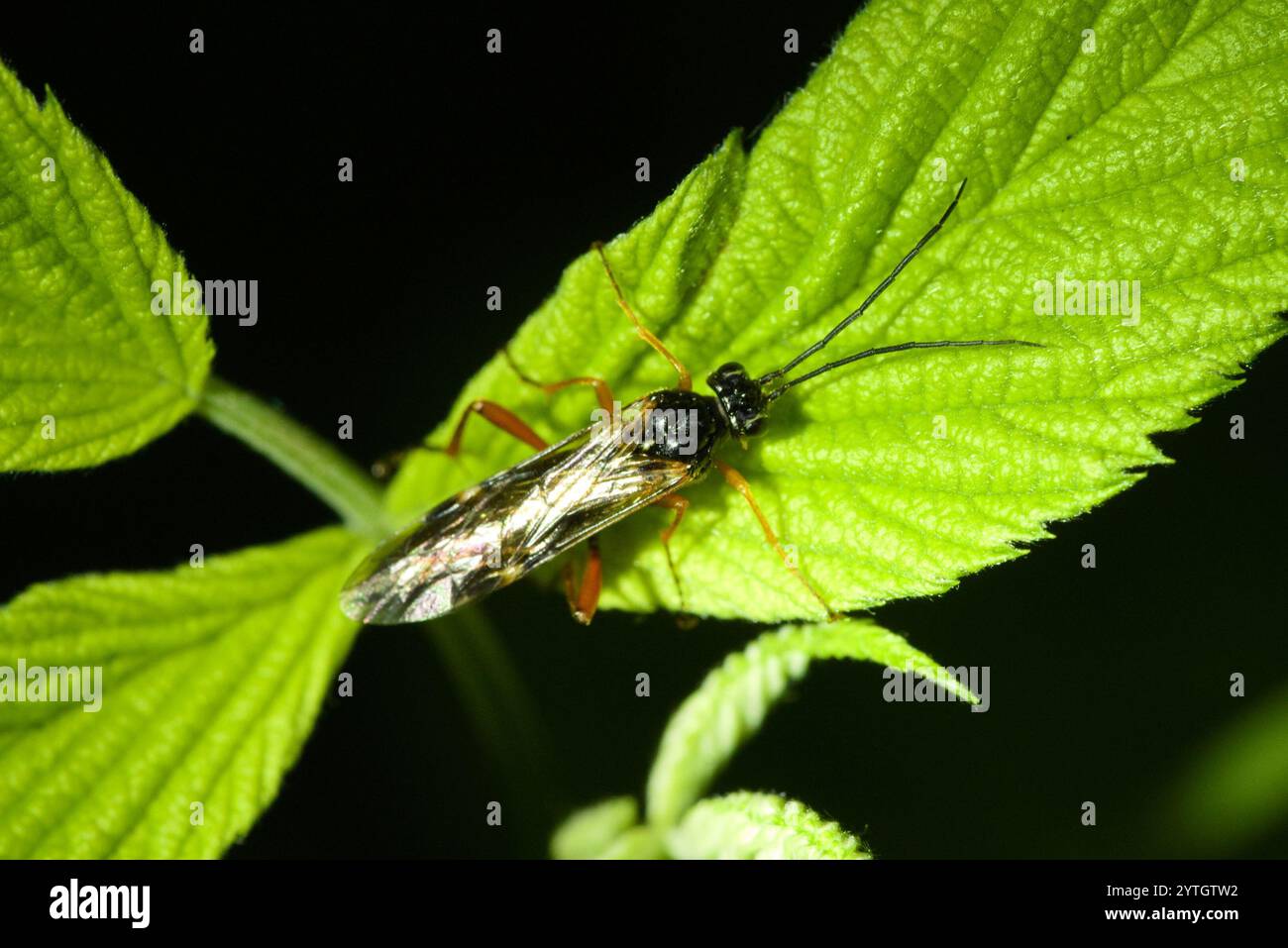 Pimpla rufipes hi-res stock photography and images - Alamy