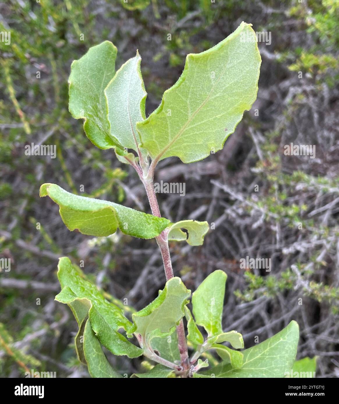 Coast silk tassel (Garrya elliptica) Stock Photo