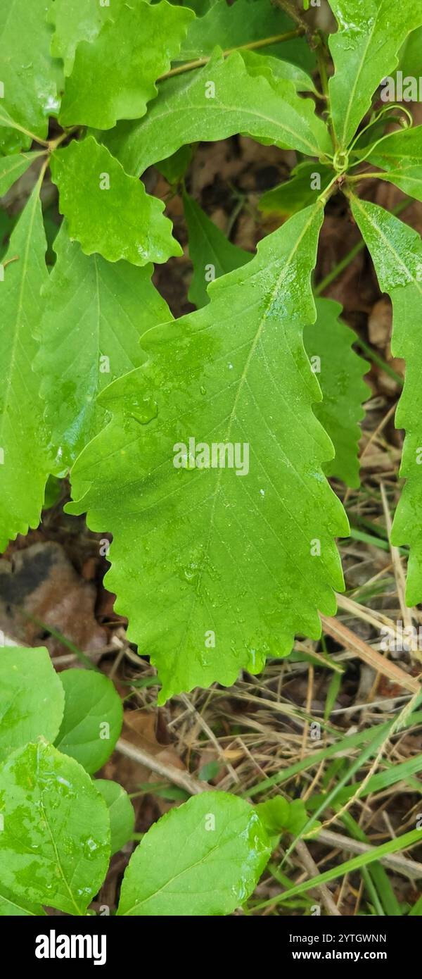 Quercus michauxii hi-res stock photography and images - Alamy