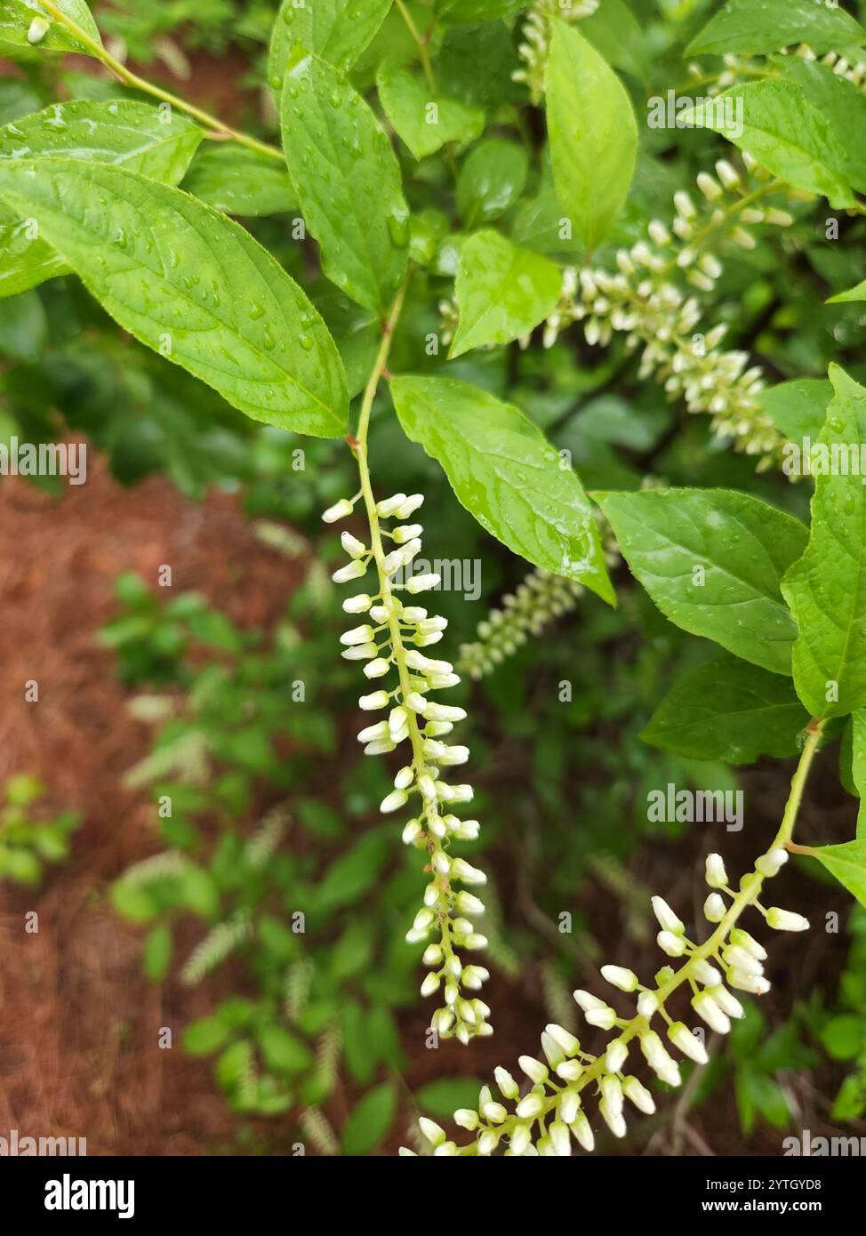 Sweetspite Virginia sweetspire (Itea virginica Stock Photo - Alamy