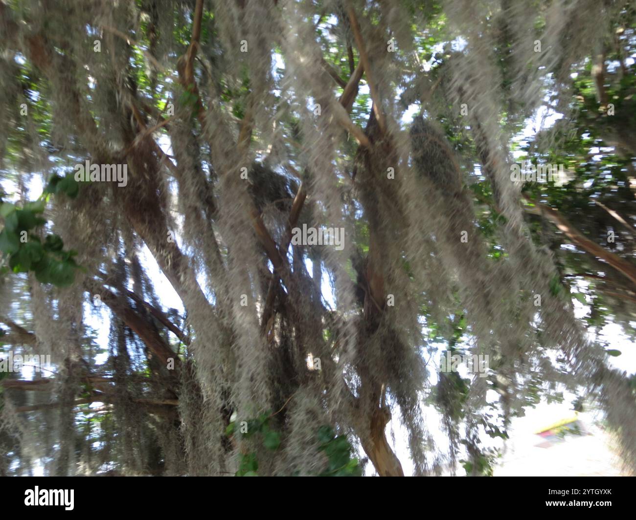 Spanish moss (Tillandsia usneoides Stock Photo - Alamy