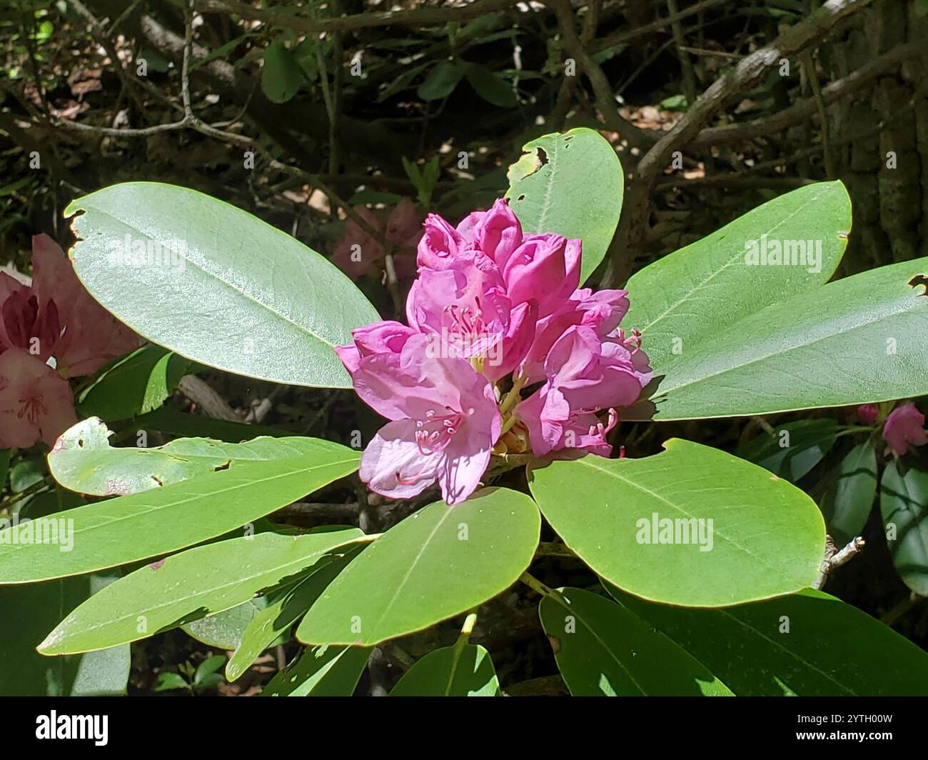 Catawba Rhododendron (Rhododendron catawbiense Stock Photo - Alamy