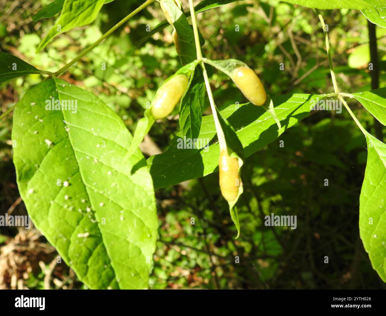 Ash Petiole Gall Midge (Dasineura tumidosae Stock Photo - Alamy