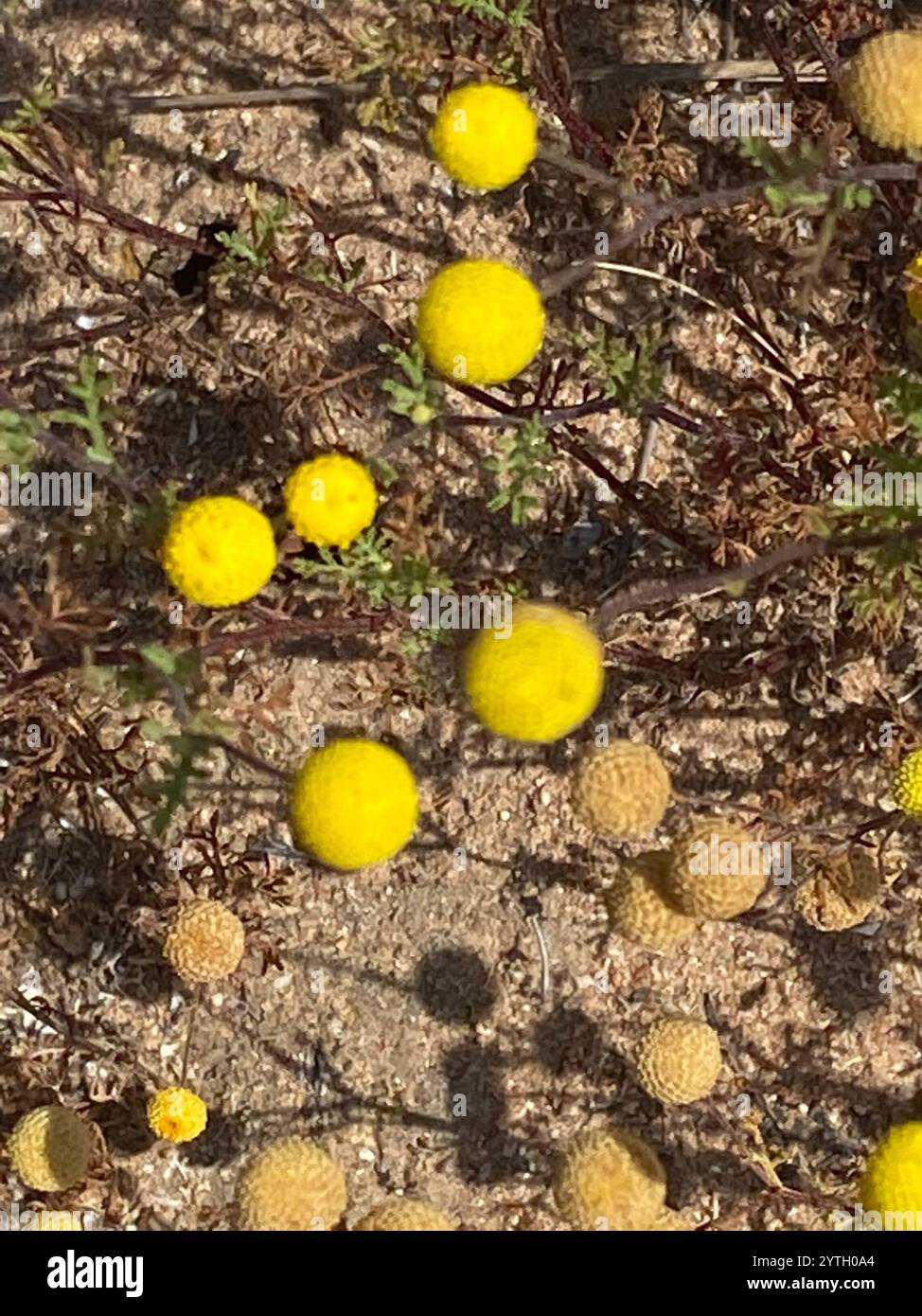 Stinknet hi-res stock photography and images - Alamy