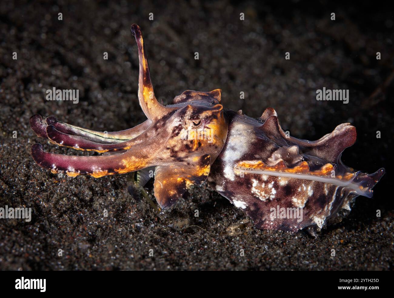Eye level with an Flamboyant cuttlefish (Metasepia pfefferi Stock Photo ...