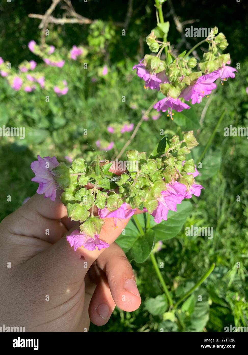Wild Four o'Clock (Mirabilis nyctaginea Stock Photo - Alamy