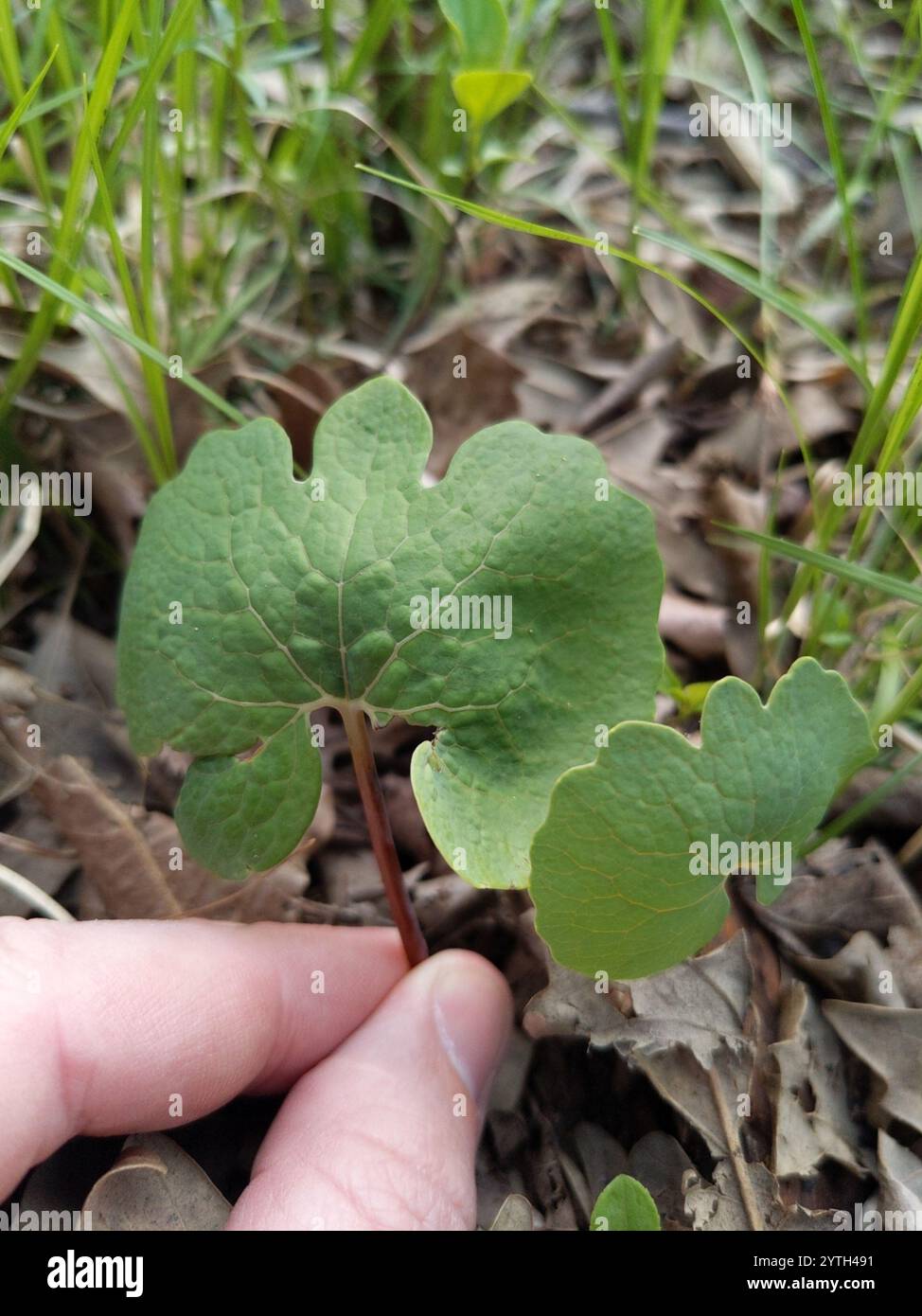 bloodroot (Sanguinaria canadensis Stock Photo - Alamy