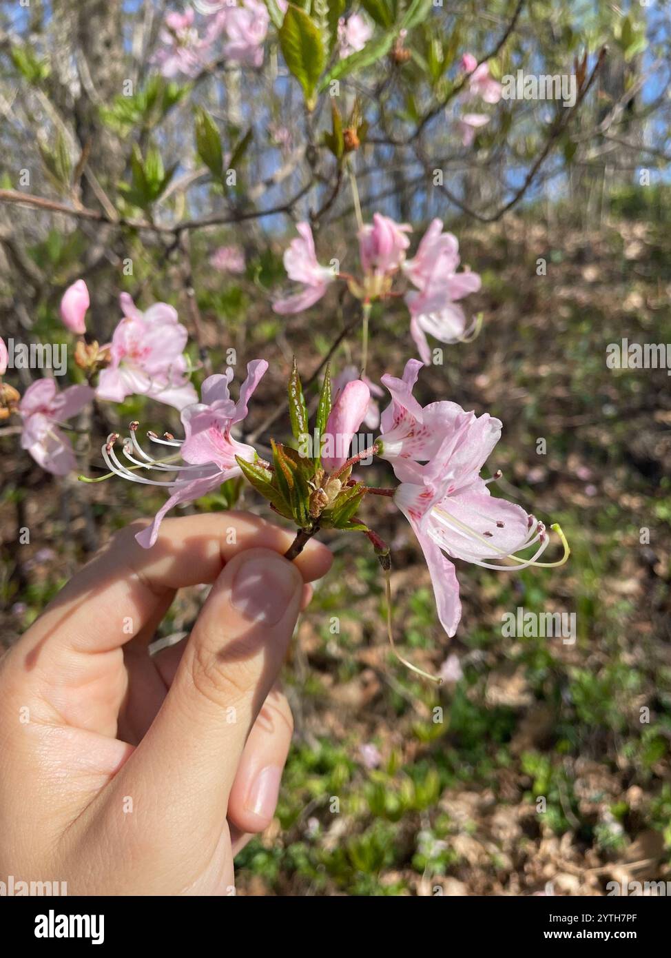 pinkshell azalea (Rhododendron vaseyi Stock Photo - Alamy