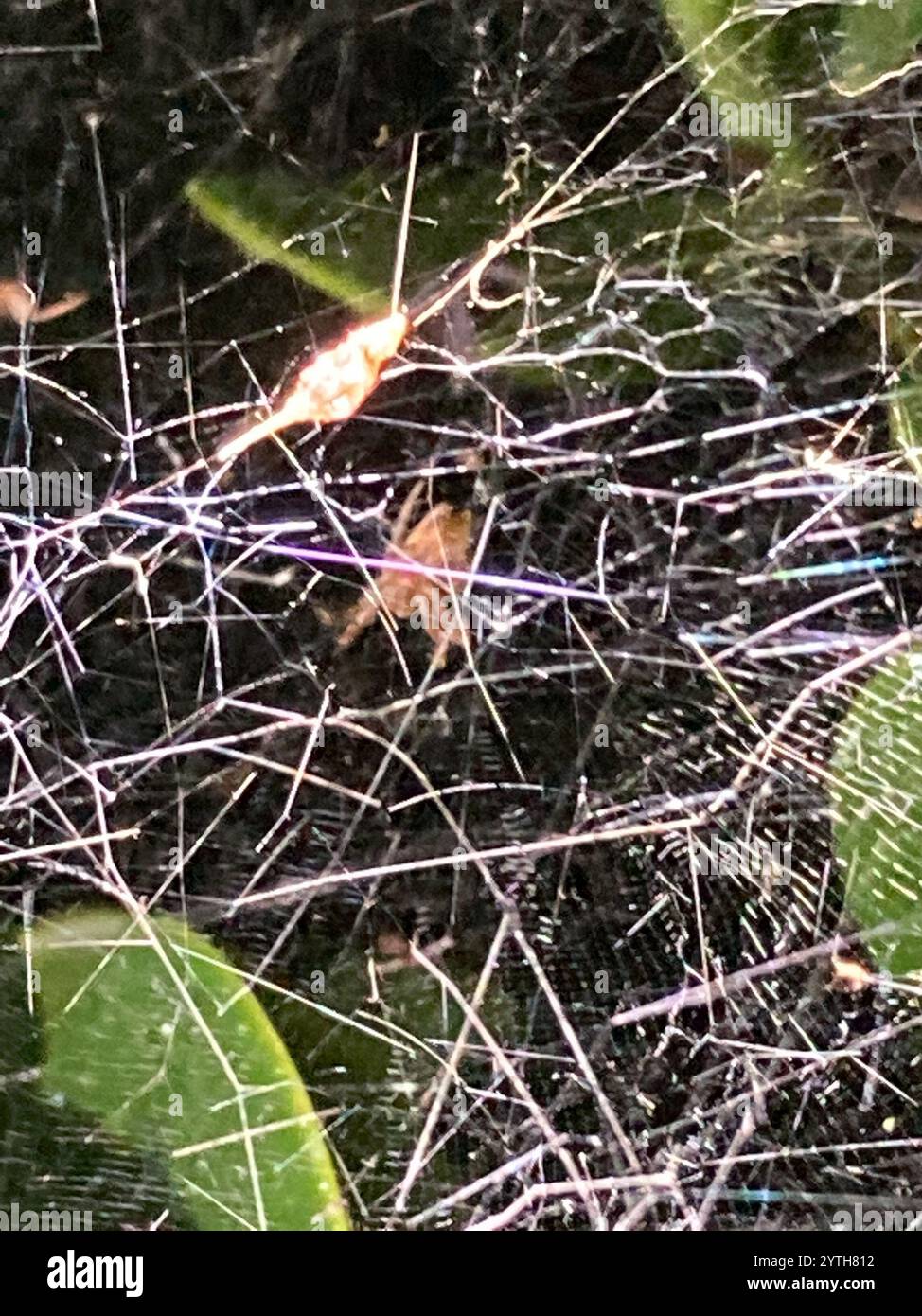 Tropical tent web spider hi-res stock photography and images - Alamy