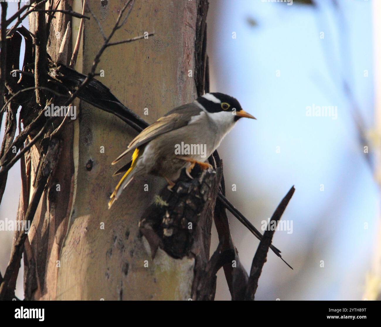 CAIRNS, BRISBANE, SYDNEY And TASMANIA CUSTOM TOURS Australia