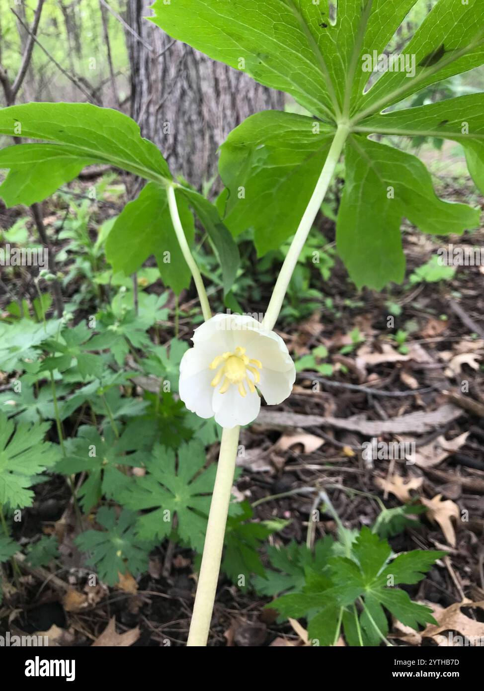 May Apple mayapple (Podophyllum peltatum Stock Photo - Alamy