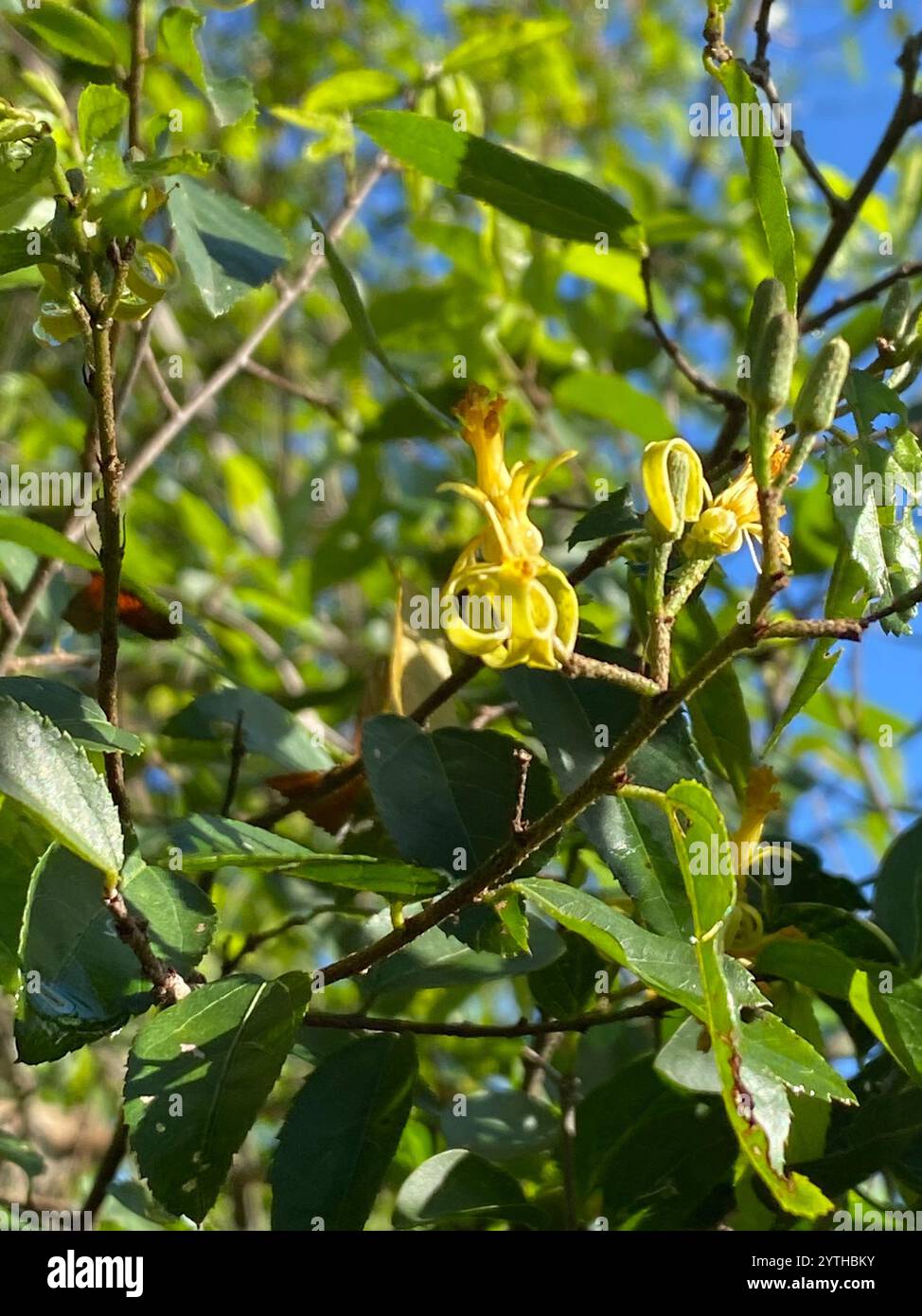 Climbing Raisin (Grewia afra Stock Photo - Alamy